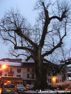 L e vieux tilleul à Samëns